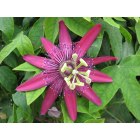 Westerly: : Passion Flower - At a local hardware/greenhouse shop on 1A, in town.