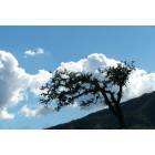 Thousand Oaks: : Lonely Oak tree