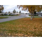 Anchorage: : Fall time! Leaves falling by school.