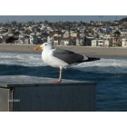 Hermosa Beach: : Hermosa Pier - Seagull