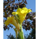 Echo: : Canna in City Hall Floral Displays