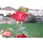 Echo: : Roses in Echo are beautiful in spring and fall
