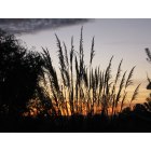 Echo: : Pampas Grass in a sunset