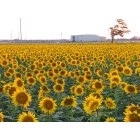 Salina: Sunflower Field by Kansas State University-Salina