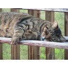 Hanover: cat nappin in the back yard in Hanover