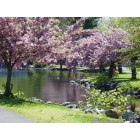 Millburn: Cherry Blossom Spring in Taylor Park