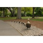 Boston: : Make Way For Ducks in Boston Commons