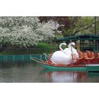 Boston: : Swan Boat, Boston Gardens