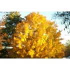 Jamestown: agolding tree in the fall is like a full ray of sun