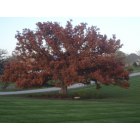 McHenry: Beautiful Burr Oak in Fall!