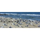 Virginia Beach: : Gulls on one of many secluded spots in Virginia Beach