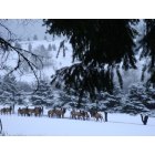 Oakridge: : One of the local elk herds on the local gof course