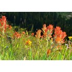 Mount Crested Butte: : Summer wildflowers on the ski slopes