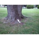Chesapeake City: White squirrel