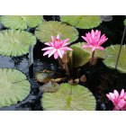 Kennett Square: Longwood Gardens water lilies