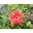 Alliance: Hibiscus in bloom at the Conservatory