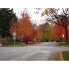 Naperville: Fall colors in Naperville Neighbourhood