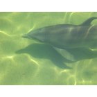 Hernando Beach: : Dolphin in the Gulf