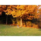 Spokane: : Kid, geese, tree of fall in Riverfront Park