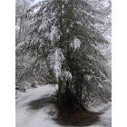 Sylva: one of many winter cedars