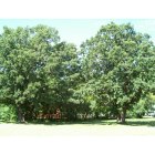 Orono: Oak trees at Fairview Park