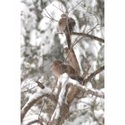 Vienna: : Nature's surprising gift. Two doves keeping warm in my Vienna, VA backyard. I took this photo during the memorable snowstorm of 19 December 2009.
