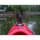 Colchester: My cat Fuego, who loves to Kayak in the waters near the Causeway and Mills Point