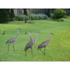 Oviedo: A family of Sand Hill Cranes
