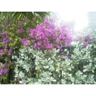Key West: : Beautiful flowers on the side of the street
