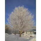 Albert City: : Tree of frost.
