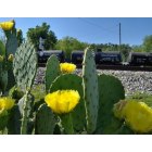 Irondale: CACTUS BED WITH TRAIN CARS IN BACKGROUND CITY HALL AREA