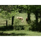 Milner: Horses in a pasture
