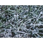 Lehigh Acres: A cold winters day with icy frost on the ground 2010