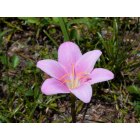 Chipley: a little flower that grew all alone in my backyard.,