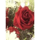 Seneca: My father passed away on June 13, 2009. This was a rose on 