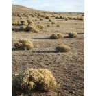 Chino Valley: Field of Tumbleweed, Chino Valley AZ