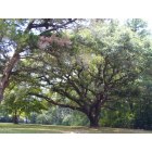 Chipley: One of Chipleys beautiful trees