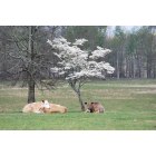 Elkmont: Cows relaxing