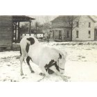 Albion: a picture taken between 95 &97 1ST ave in Albion, Pa. Horse owned by Carl A. Craig