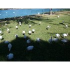 Lakeland: : More Please!!! Birds on Lake Morton Lakeland Fl