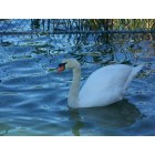 Lakeland: : One of many Swans on Lake Morton Lakeland Fl