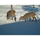 Clearfield: Deer feeding in yard