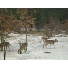 Clearfield: 7 deer feeding in yard