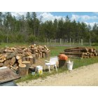 Clearfield: cutting logs for firewood