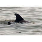 Sebastian: : Dolphin mom and baby in the Indian River.