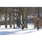 Vienna: : The Southside Park's natural beauty... Trees sleeping in the snow...