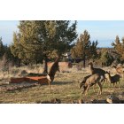 Grandview: Deer Fight