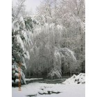 Cottageville: Weeping Willow/Pond