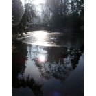 Ashland: : Lithia Park frozen duck pond in the fog