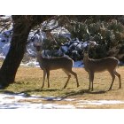 Buffalo Gap: Deer at the Van Zandt's